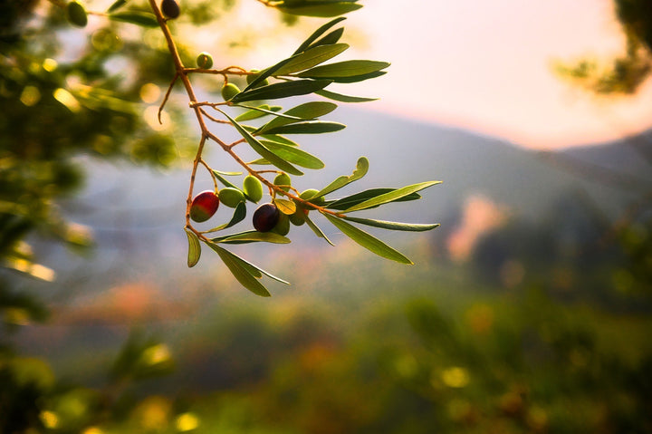 Olives and leaves on a sunlit olive branch