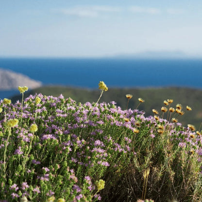 Wild Oregano from Crete