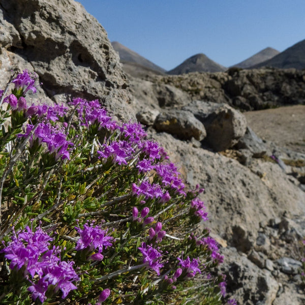 Wild Thyme from Crete